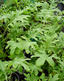 Brassica oleracea var. 'White Russian'